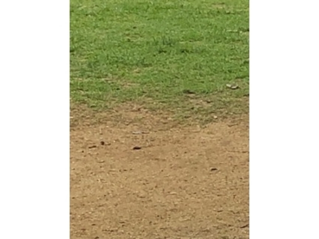 子供に人気_中島公園