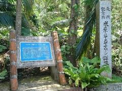 米原のヤエヤマヤシ群落の写真1