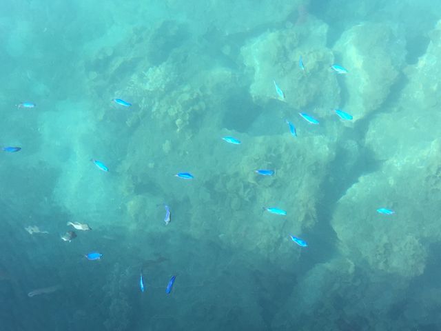 熱帯魚がいっぱい_小舟ヶ浜