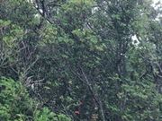 さーぴーさんの諏訪神社の投稿写真1