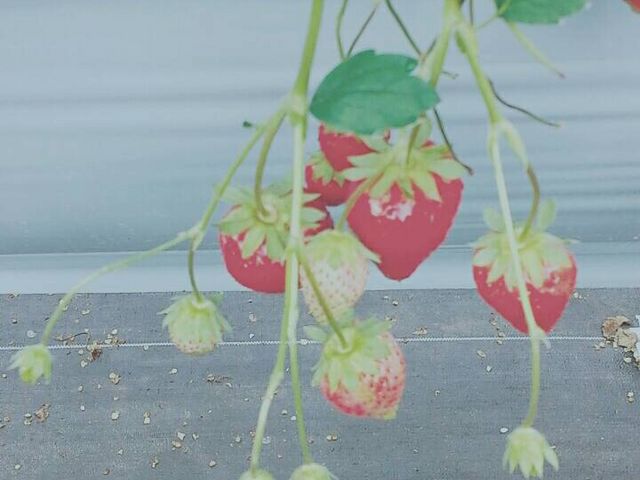 種類がたくさんありましたが、どれも甘く大きくてみずみずしいいちごでした!_Berry Farm TETRA