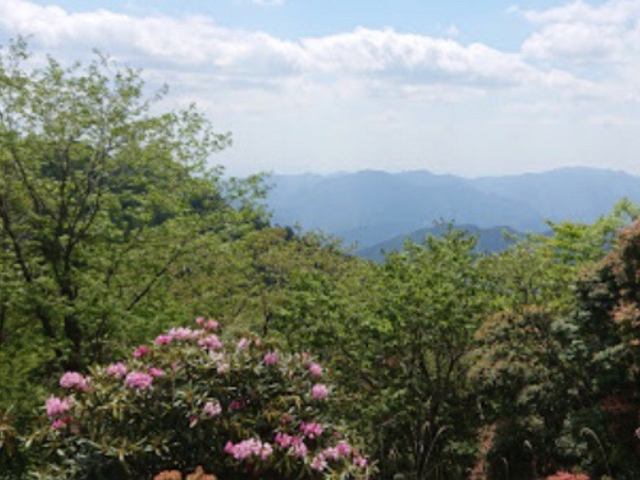 お花_玉置山