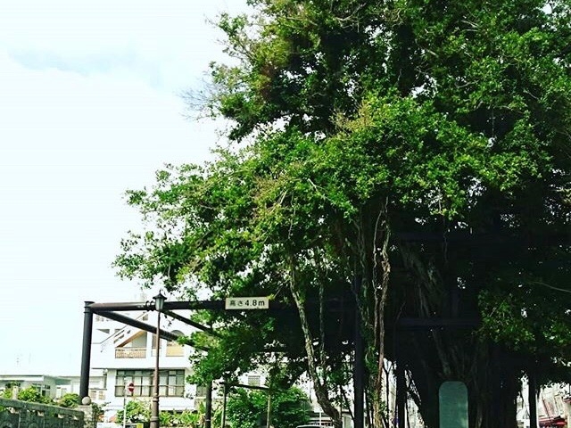 迫力が!_名護のひんぷんガジュマル
