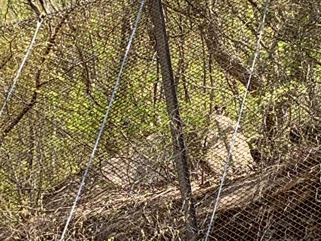 カモシカが見えてます。_国民宿舎サンレイク草木