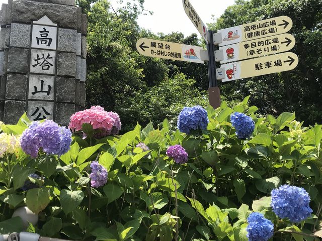 あじさい祭り_高塔山公園のアジサイ
