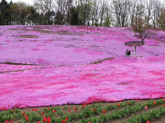 芝桜が満開_太陽の丘えんがる公園