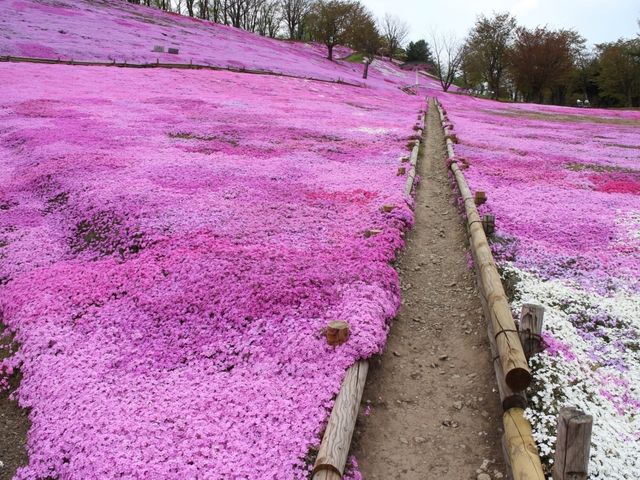 多少傾斜がきついです_太陽の丘えんがる公園