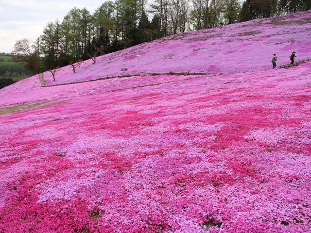 眩しいくらいきれいです_太陽の丘えんがる公園