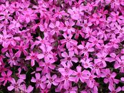 たかちゃんさんの太陽の丘えんがる公園の投稿写真6