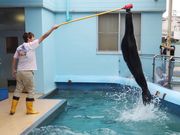 こぼらさんの竹島水族館の投稿写真1