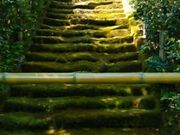 教授さんの杉本寺 苔の階段の投稿写真1