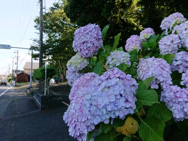 つうさんの秋葉かりんぽの里の投稿写真1