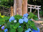 つうさんの秋葉公園の投稿写真1