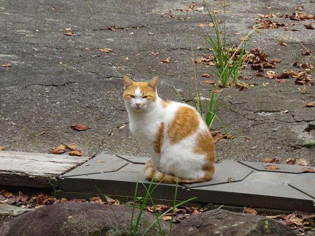 大井俣窪八幡神社にいた猫_大井俣窪八幡神社