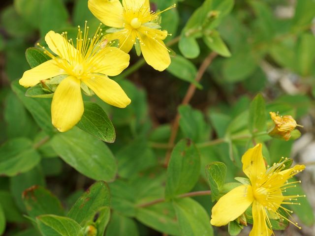 シナノオトギリ
_千畳敷カールの高山植物