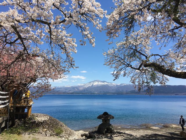 桜が咲いてて綺麗でした。_田沢湖