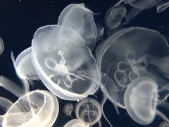 下関市立しものせき水族館・海響館の写真1