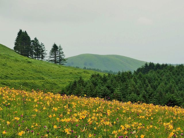 霧ヶ峰高原のニッコウキスゲ_霧ヶ峰高原のニッコウキスゲ