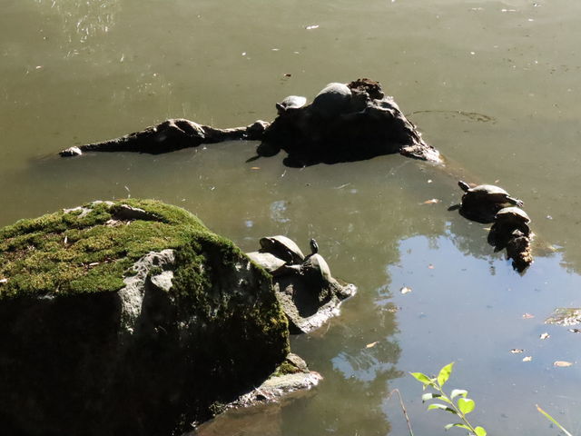 池では、亀さんが甲羅干しをしていました。_名主の滝公園