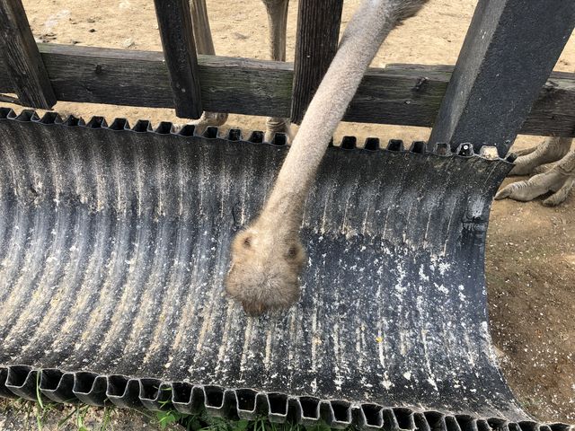 ここに餌を入れると柵の間から頭を出して食べます。_ニセコ第2有島だちょう牧場