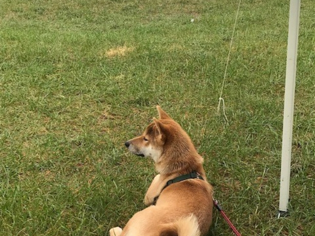 ペットOK_豊浦海浜公園