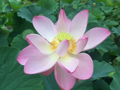 歴史公園えさし藤原の郷の写真4