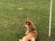 コロ選手さんの豊浦海浜公園の投稿写真1