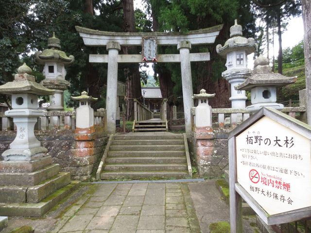 栢野の大杉