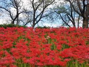 リコさんの権現堂堤の曼珠沙華の投稿写真1