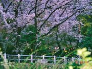 たかちゃんさんの小牧山の桜の投稿写真5