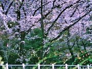 たかちゃんさんの小牧山の桜の投稿写真6