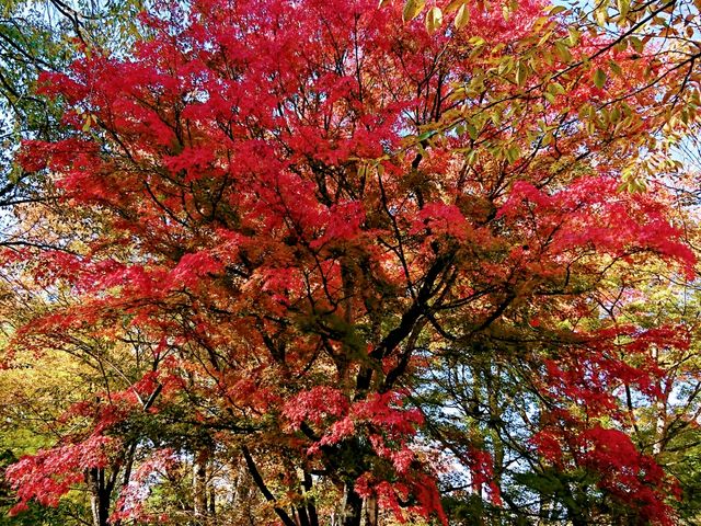 紅葉_懐古園