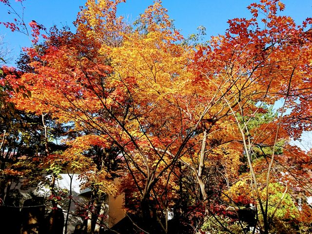 紅葉_懐古園