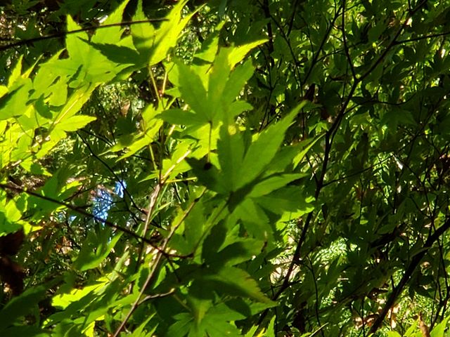 くうちゃんさんの養老公園の紅葉の投稿写真2