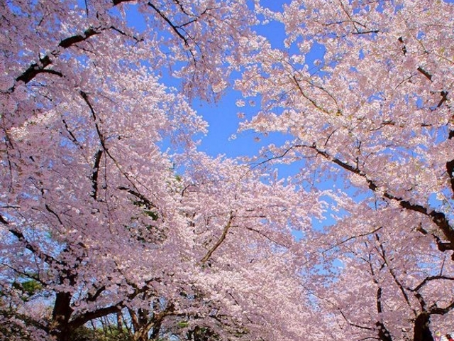 弘前公園の桜