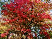 yu‐cyanさんの懐古園の投稿写真1