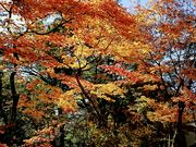 yu‐cyanさんの懐古園の投稿写真1