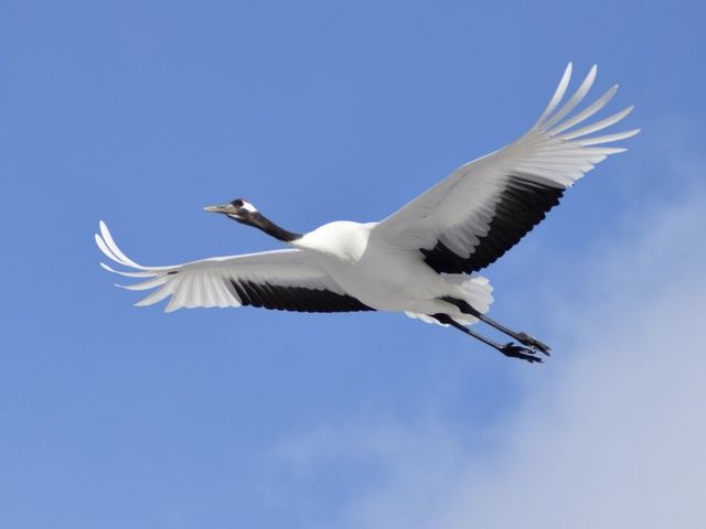 飛び方も優雅です。_鶴見台