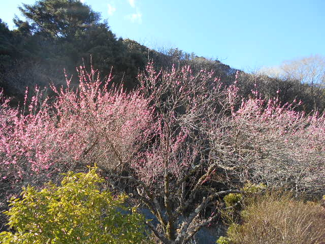 トシローさんの石だたみの投稿写真1
