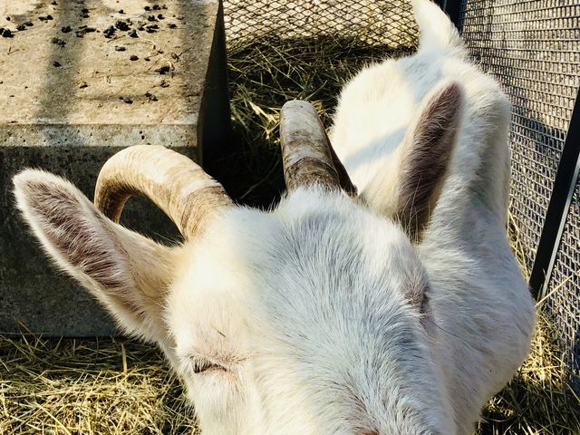ここのヤギです。カメラに近づきすぎてこんな写真になりました。実際に可愛さを確かめに行ってください!_熊ノ沢温泉
