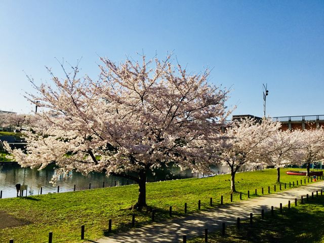 家から近いので_大島小松川公園