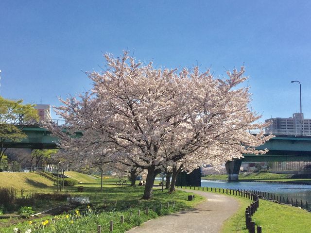 今年もまたいきますよ!_大島小松川公園