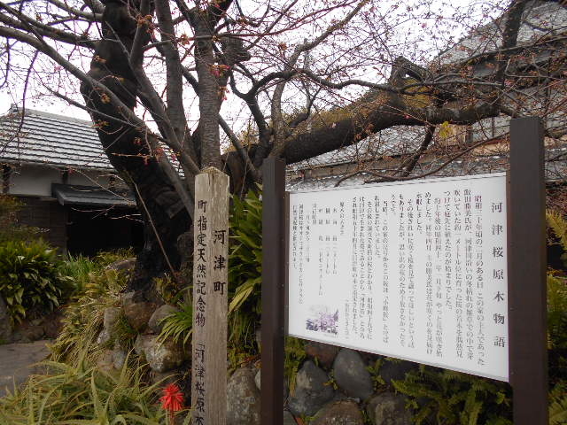 河津桜原木