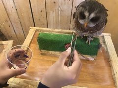 かなさんのふくろう+は虫類とふれあえるカフェ カントリーオウルぷらすへの投稿写真1