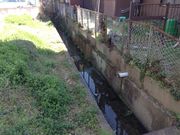 ひーちゃんさんの大丸用水の投稿写真3