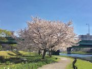 308777isaさんの大島小松川公園の投稿写真3