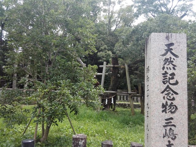 天然記念物の金木犀_三嶋大社のキンモクセイ