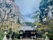 Tomoさんの交野天神社の投稿写真1