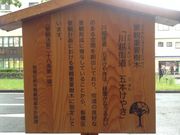 ひーちゃんさんの五本けやきの投稿写真1