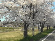 shigさんの宮川河畔公園の投稿写真1